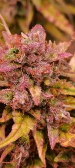 Super Bud Auto - картинка 3