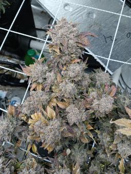 Purple Punch Auto - картинка 1
