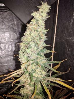 G14 Auto - картинка 8