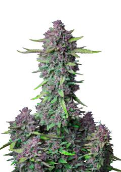 Purple Punch Auto - картинка 3