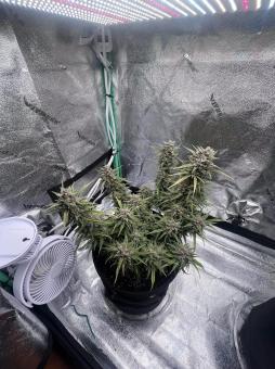 Cherry Cola Auto - картинка 3