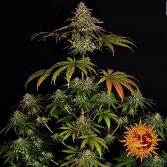 Wedding Cake - картинка 5
