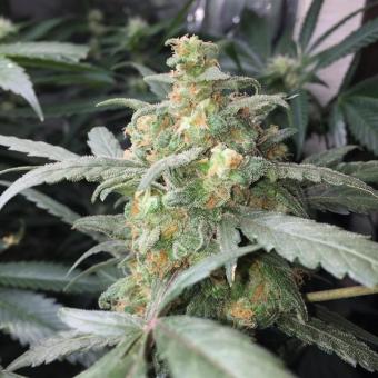 Green Crack Auto - картинка 7