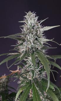 Guava x Gelato 41 Auto - картинка 7