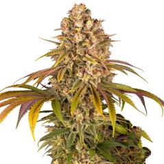 Lemon Tree