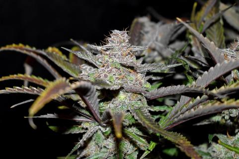 Cream Cookies Auto - картинка 6