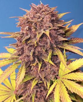 Purple Lemonade Auto - картинка 1