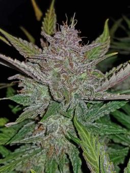 Cream Cookies Auto - картинка 4