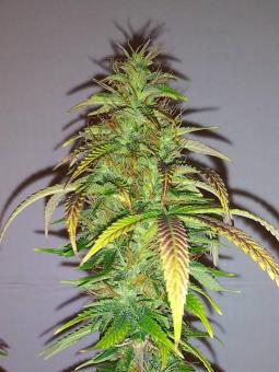 Skunk Auto - картинка 7