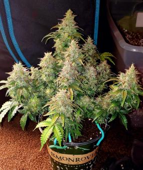 Skunk Auto - картинка 9