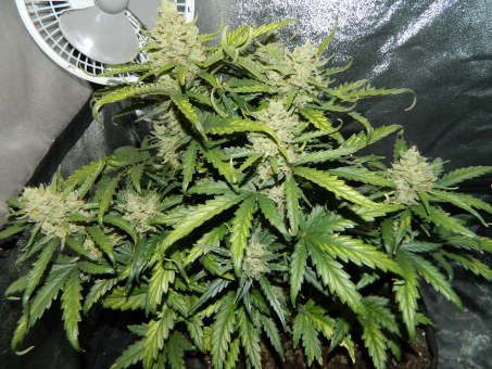 Green Crack Auto - картинка 9