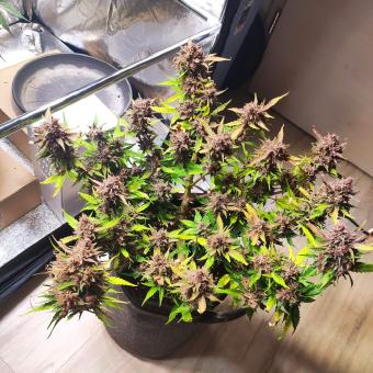 Crystal Meth Auto - картинка 5
