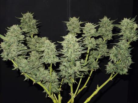 Lemon AK Auto - картинка 2