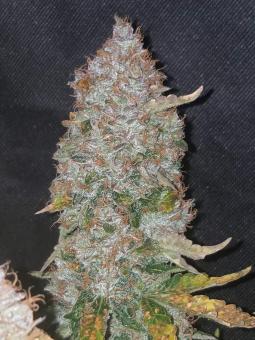 Stardawg Auto - картинка 7