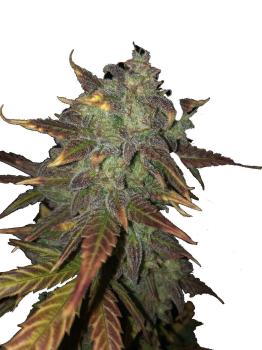 Exodus Cheese Auto
