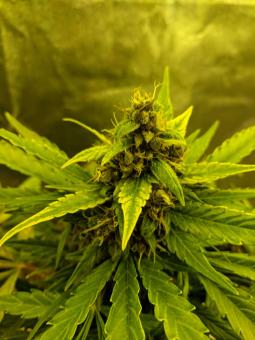 Girl Scout Cookies Auto - картинка 6