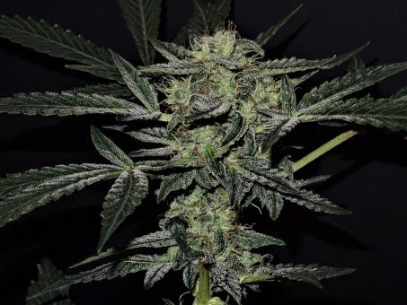 Lemon AK Auto - картинка 5