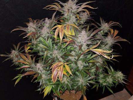 Cream Cookies Auto - картинка 2