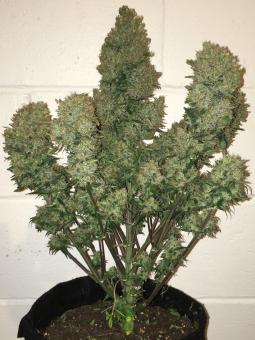 West Coast O.G. Auto - картинка 6