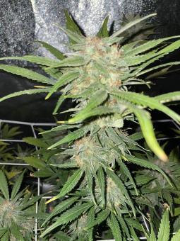 Northern Lights Auto - картинка 5