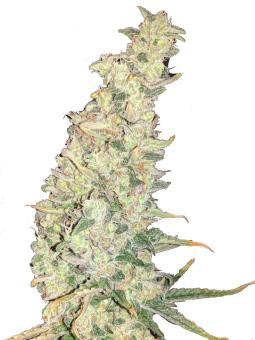 G14 Auto - картинка 9