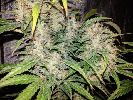 G14 Auto - картинка 7