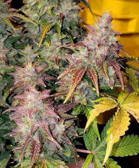 Skunk Auto - картинка 2