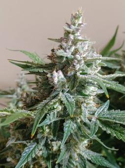 Sweet Bourbon Auto Kush - картинка 6