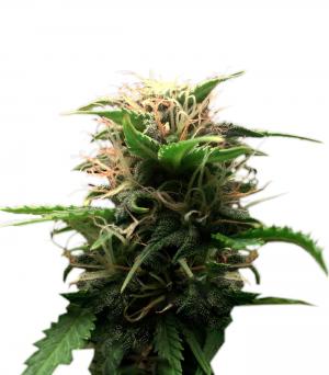 Lowryder Auto regular (IBL)