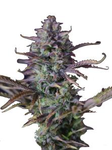 King's Kush