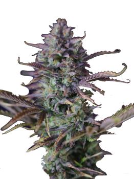 King's Kush