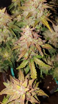 Skunk Auto - картинка 10
