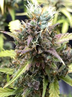 Purple Punch Auto - картинка 6