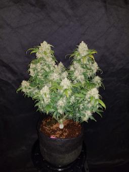 Zkittlez Auto - картинка 5