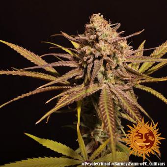 Peyote Critical - картинка 5