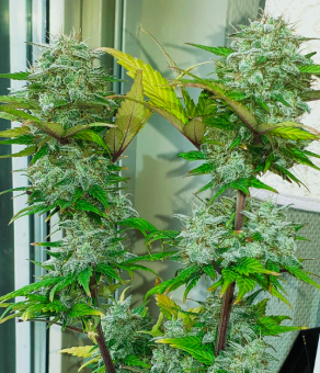 Super Bud Auto - картинка 2