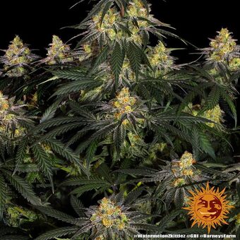 Watermelon Zkittlez - картинка 7