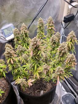 Cream Cookies Auto - картинка 2