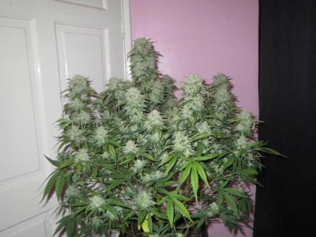 West Coast O.G. Auto - картинка 7
