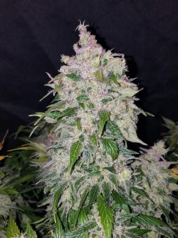 Stardawg Auto - картинка 6