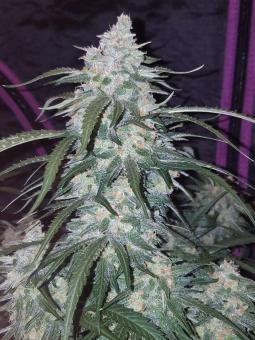 Pineapple Express Auto - картинка 9