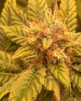 Auto Trichome & Cream - картинка 2