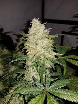 Gelato Auto - картинка 9