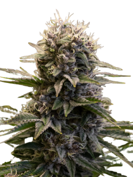 Black Ultimate Genetics