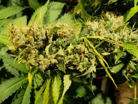 Auto Fresh Candy - картинка 5