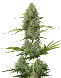 Super Critical Auto