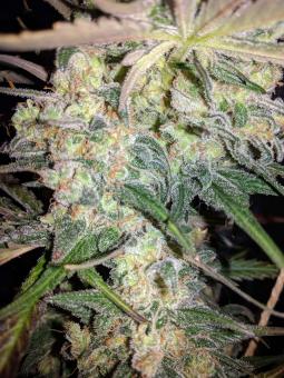 G14 Auto - картинка 4