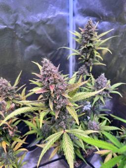 Purple Punch Auto - картинка 10