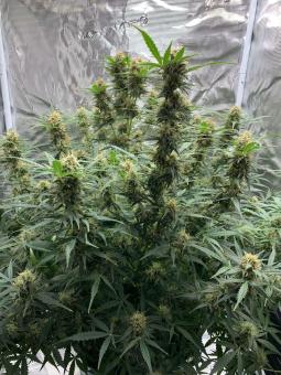 Big Bud Auto - картинка 2