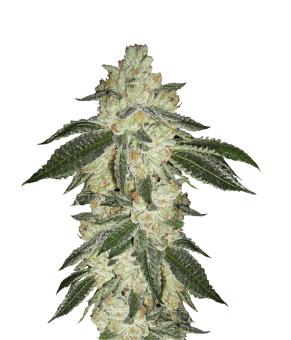 Green Crack Auto - картинка 1